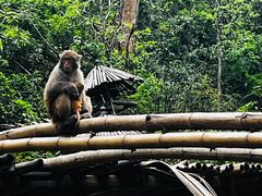 -西双版纳原始森林公园