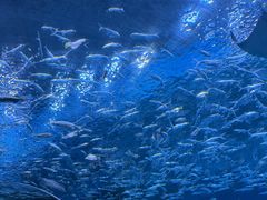 -海合安成都极地海洋公园