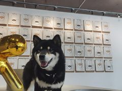 -柴务处·柴犬主题狗咖