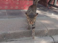 -龙华素斋(龙华路店)