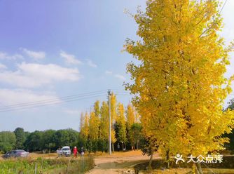 秋天绝对是银杏树的季节 修文县幸福村 大片银杏树林