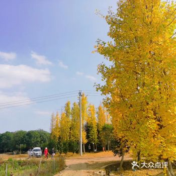 秋天绝对是银杏树的季节 修文县幸福村 大片银杏树林
