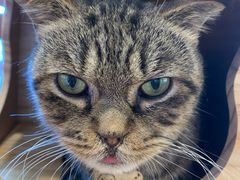 -喵园·猫主题咖啡厅·撸猫·猫咖(国贸店)