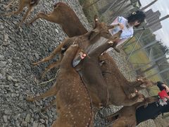 -鹿境梅花鹿生态园区