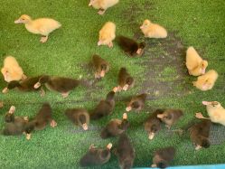 -萌宠亲子动物乐园(槐房万达店)