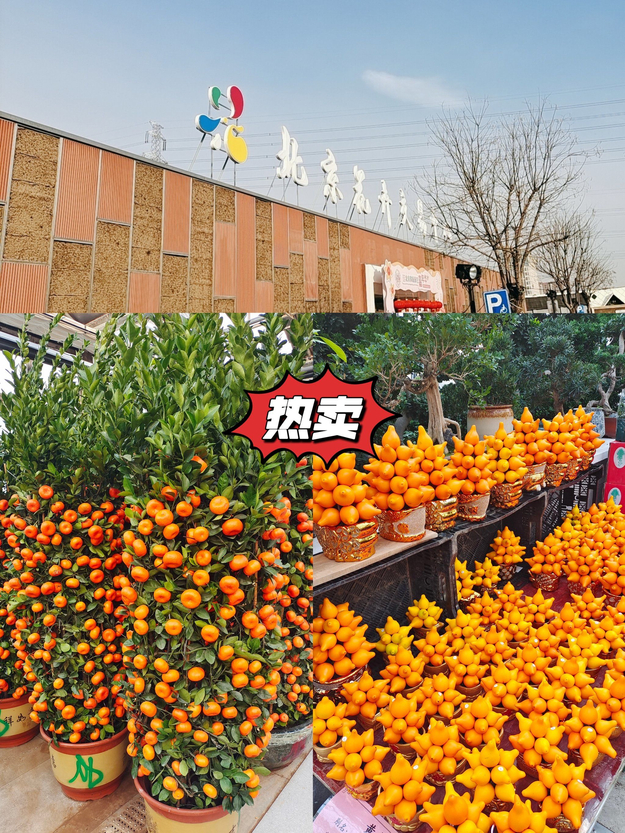 打卡北京花卉交易中心