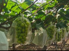 -马陆小张葡萄园农家乐