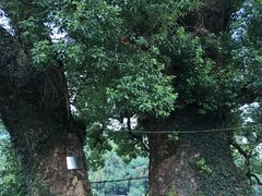 -杨家堂村