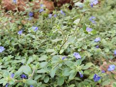 -正佳雨林生态植物园
