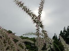 -上海滨江森林公园