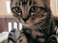 -瑞派·关忠动物医院·猫专科·犬专科(三环新城店)