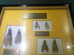 -上海昆虫博物馆