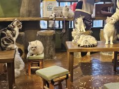-猫猫幼稚园·撸猫·桌游·电玩