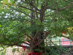 -遵化市禅林寺古银杏风景园