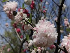 -上海共青森林公园