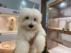 -翊宠yipet猫狗购宠庄园犬舍•猫舍