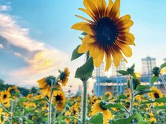 -海心沙亚运公园