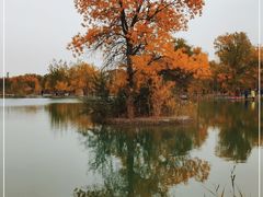 -金塔沙漠胡杨林景区