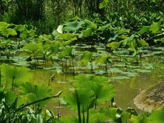 -西湖风景区-江洋畈生态公园