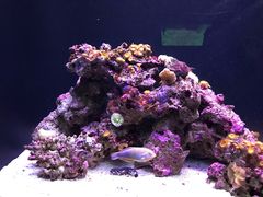 -西雅图水族馆