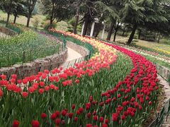 -洛阳郁金香牡丹园