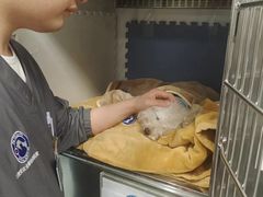 -北京派仕佳德动物医院·超导核磁·CT·神经科·骨科·内外科·急重症管理中心