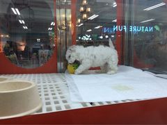 cute-乐宠宠物店(世纪金源店)