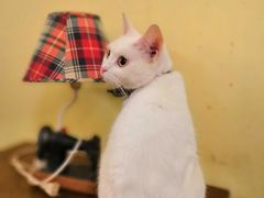 -猫色咖啡·猫咖