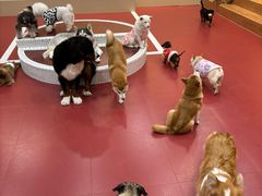 -和它·交个朋友·狗咖猫咖(爱琴海店)