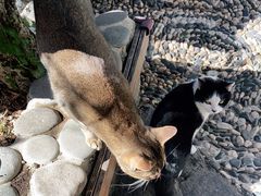 -喵屿·大理花园猫咖