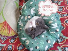 -Bastet sally猫舍购宠(静安店)
