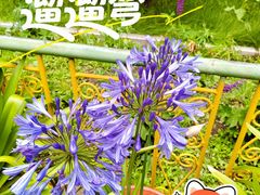 -罗布林卡