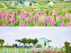-空港花田景区