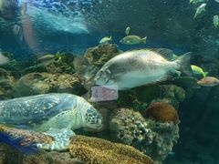 -上海海洋水族馆