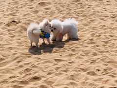-青岛第三海水浴场
