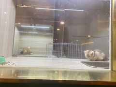 -飞行喵MR PILOT|猫舍·猫咖(静安大融城店)