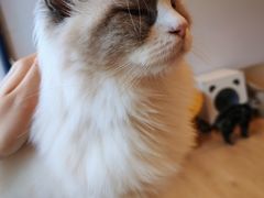 -有喵·猫咖·狗咖·30几只猫10只小狗(岗厦店)