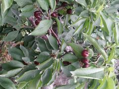 android_upload_pic-意大利农场度假村