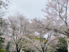 -武汉大学-樱园