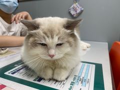 -伟伟宠物医院·CT影像中心·瑞派犬猫综合性门诊(汉口总院)