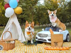 -超宠爱宠物摄影-Super pet