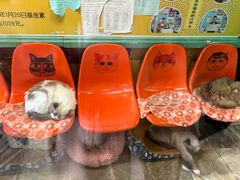 -猫咪博物馆(顶澳仔猫街店)