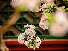 -海棠花溪(元大都城垣遗址公园)