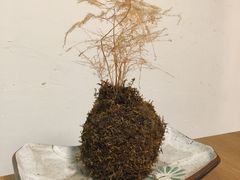 -柴务处·柴犬主题狗咖