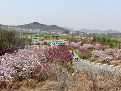 -樱花山风景区