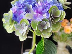 -循礼门鲜花花市(武汉循礼门店)