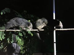 -清迈夜间动物园