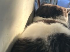 -海边的猫和咖啡馆