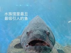 -广东惠东海龟国家级自然保护区