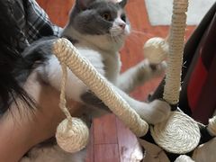 -猫大福·Fortune Cat猫舍(百子湾店)